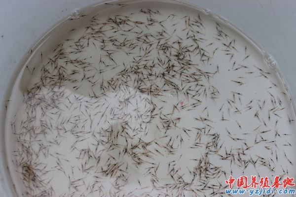 中國養殖基地 yzjidi.com