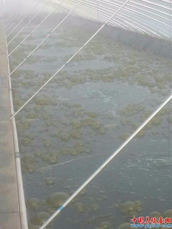 中國養殖基地 yzjidi.com