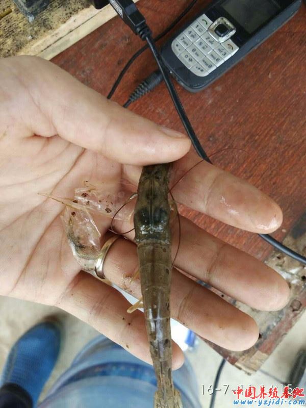 中國養殖基地 yzjidi.com