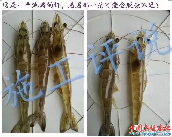 中國養殖基地 yzjidi.com