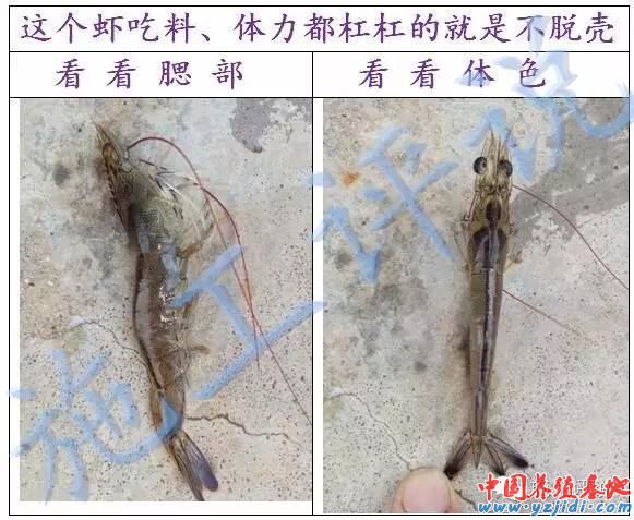 中國養殖基地 yzjidi.com
