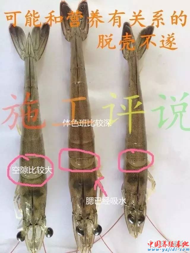中國養殖基地 yzjidi.com