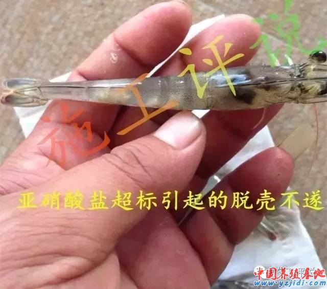 中國養殖基地 yzjidi.com