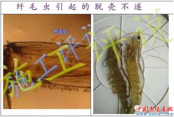 中國養殖基地 yzjidi.com