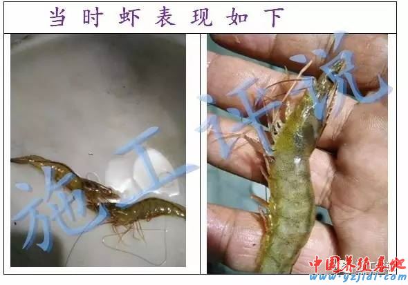 中國養殖基地 yzjidi.com