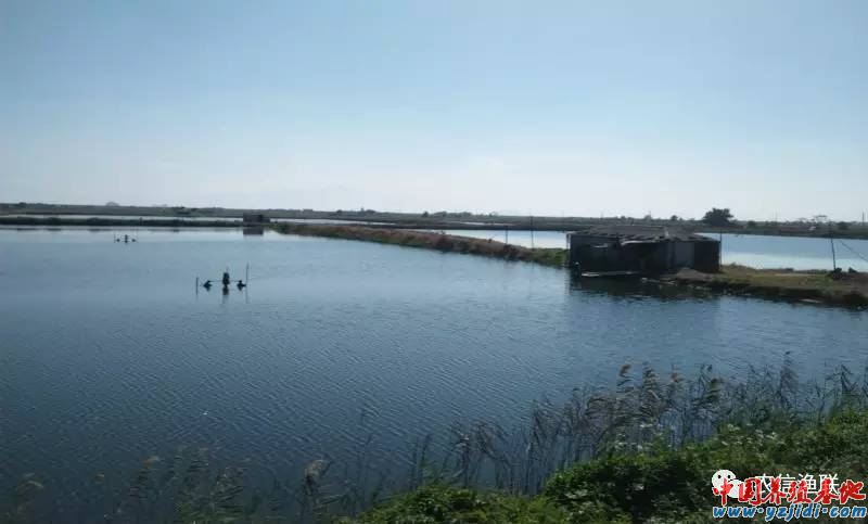中國養殖基地 yzjidi.com