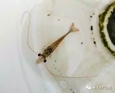 中國養殖基地 yzjidi.com