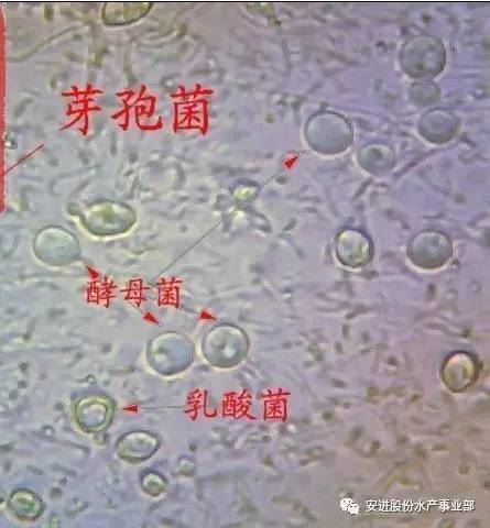 中國養殖基地 yzjidi.com