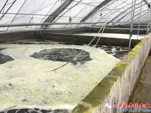 中國養殖基地 yzjidi.com