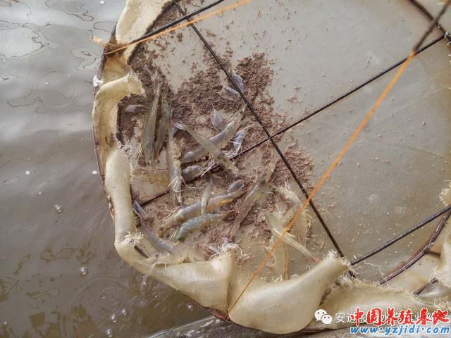 中國養殖基地 yzjidi.com