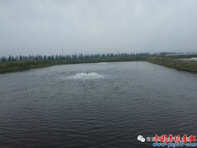 中國養殖基地 yzjidi.com