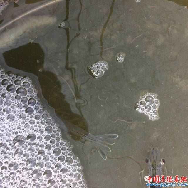中國養殖基地 yzjidi.com