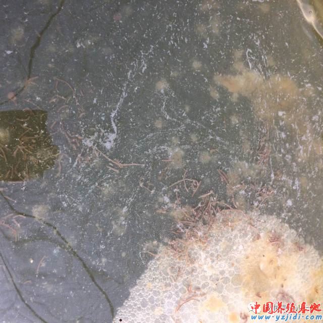 中國養殖基地 yzjidi.com