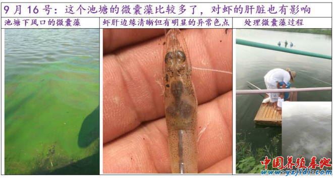 中國養殖基地 yzjidi.com