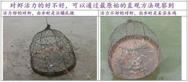 中國養殖基地 yzjidi.com
