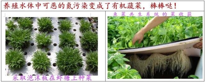 中國養殖基地 yzjidi.com
