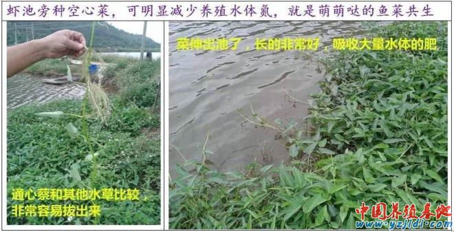 中國養殖基地 yzjidi.com