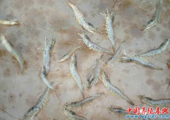 中國養殖基地 yzjidi.com