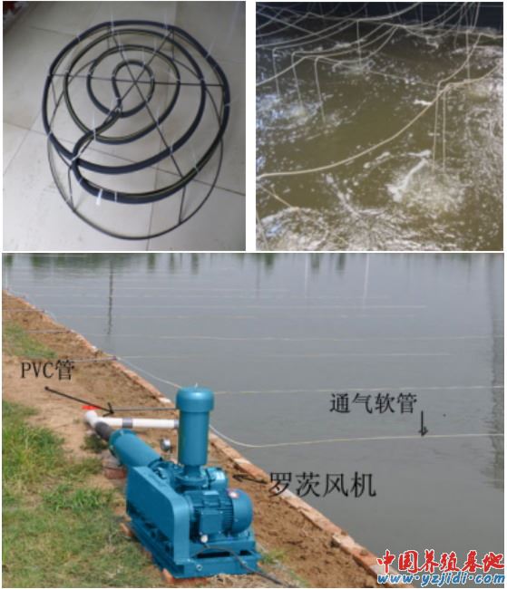 中國養殖基地 yzjidi.com