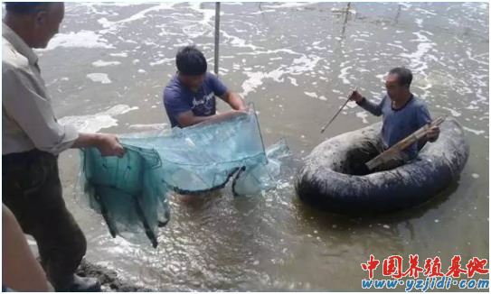 中國養殖基地 yzjidi.com