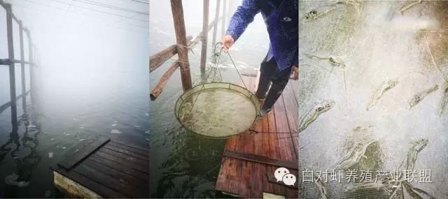 中國養殖基地 yzjidi.com