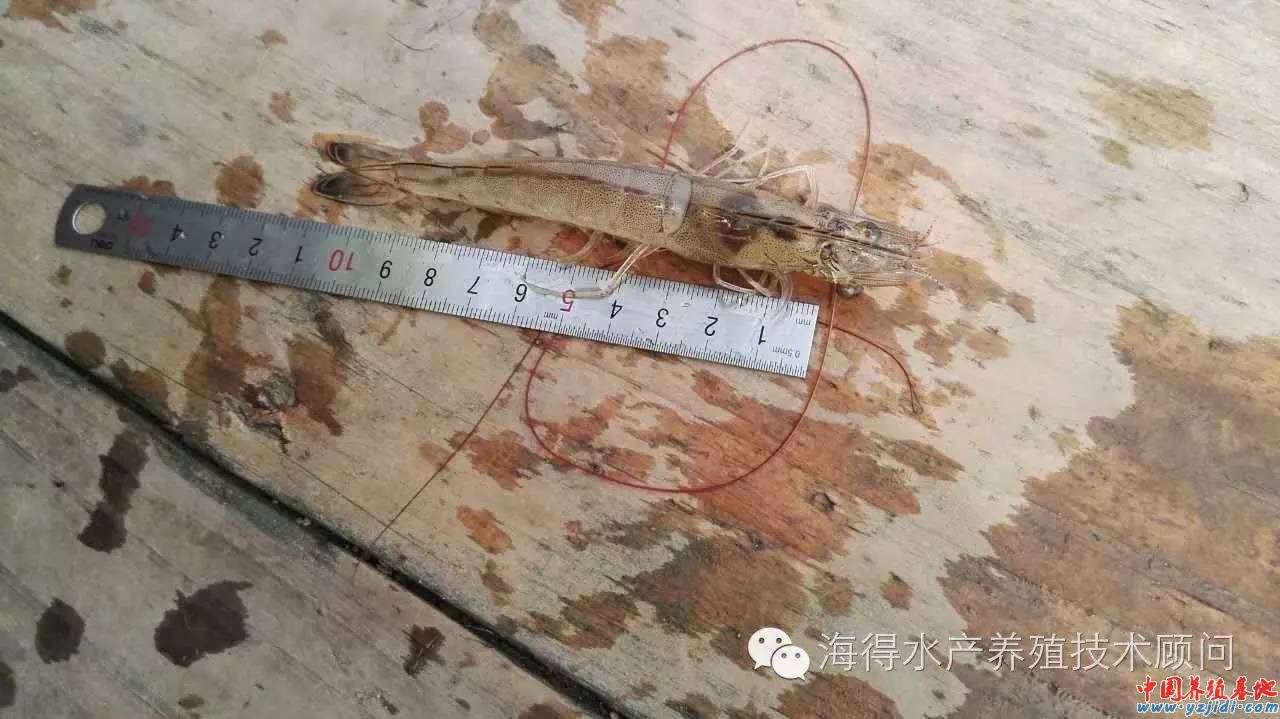中國養殖基地 yzjidi.com