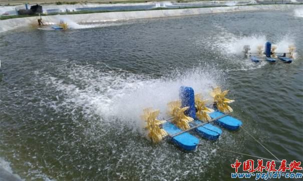 中國養殖基地 yzjidi.com