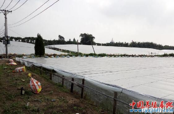 中國養殖基地 yzjidi.com