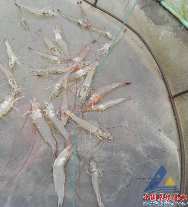 中國養殖基地 yzjidi.com