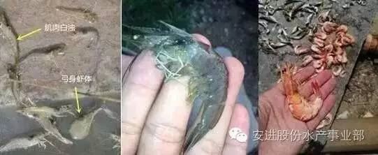 中國養殖基地 yzjidi.com