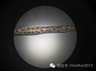 中國養殖基地 yzjidi.com