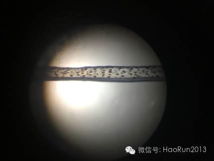 中國養殖基地 yzjidi.com