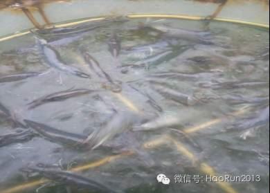 中國養殖基地 yzjidi.com