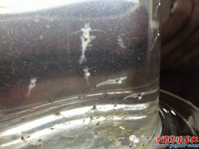 中國養殖基地 yzjidi.com
