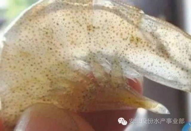 中國養殖基地 yzjidi.com