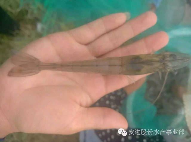 中國養殖基地 yzjidi.com