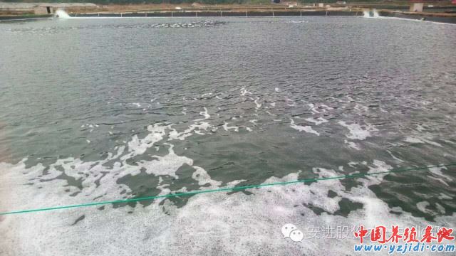 中國養殖基地 yzjidi.com