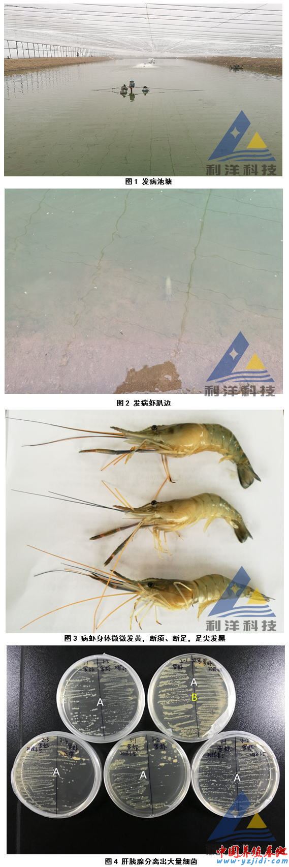 中國養殖基地 yzjidi.com