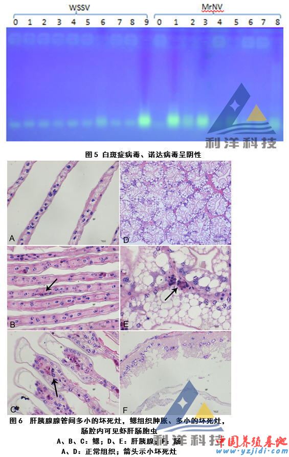 中國養殖基地 yzjidi.com