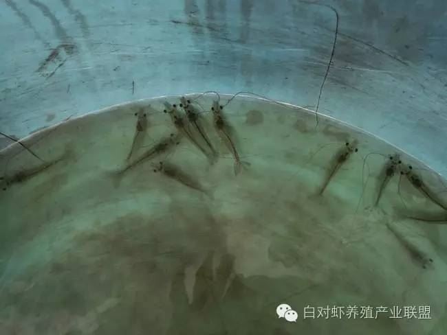 中國養殖基地 yzjidi.com
