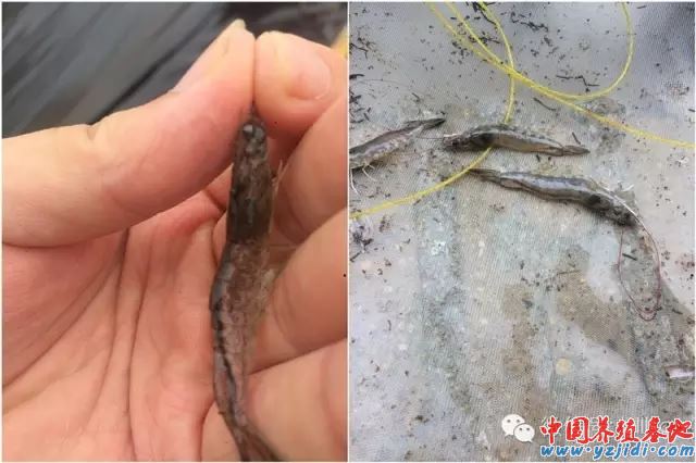 中國養殖基地 yzjidi.com