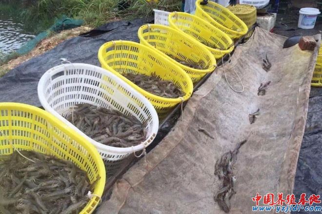 中國養殖基地 yzjidi.com