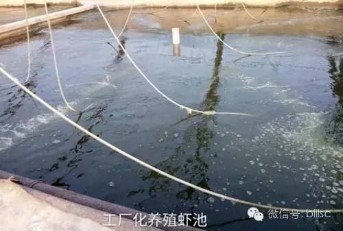 中國養殖基地 yzjidi.com