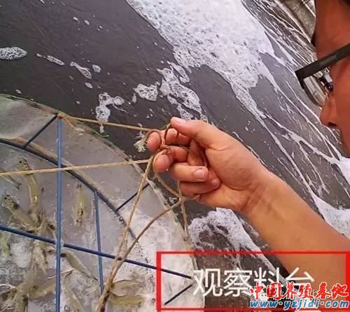 中國養殖基地 yzjidi.com