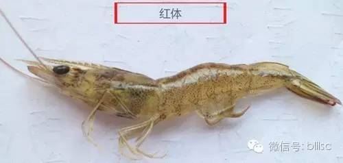 中國養殖基地 yzjidi.com