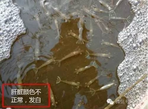 中國養殖基地 yzjidi.com