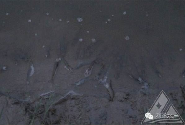 中國養殖基地 yzjidi.com