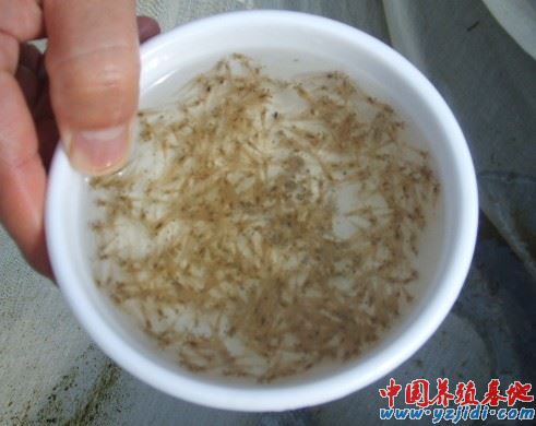 中國養殖基地 yzjidi.com