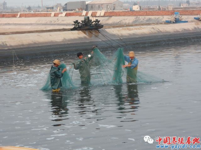 中國養殖基地 yzjidi.com