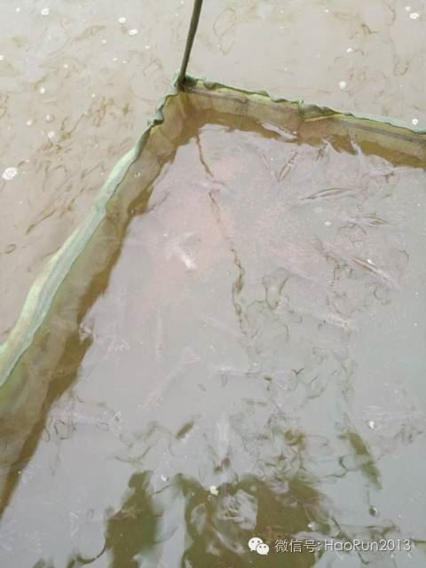 中國養殖基地 yzjidi.com
